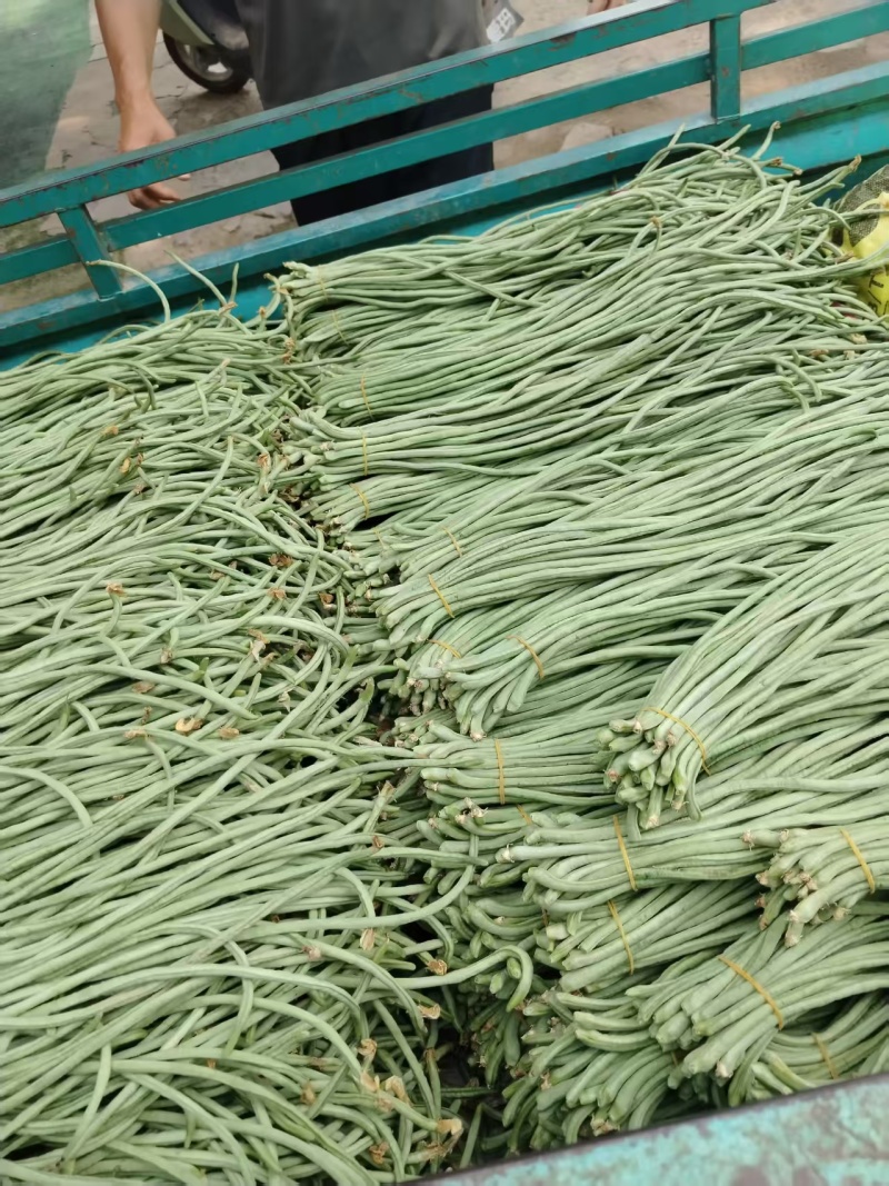 河南青条豆角价格美丽质量好走货快对接全国量大从优欢迎询价