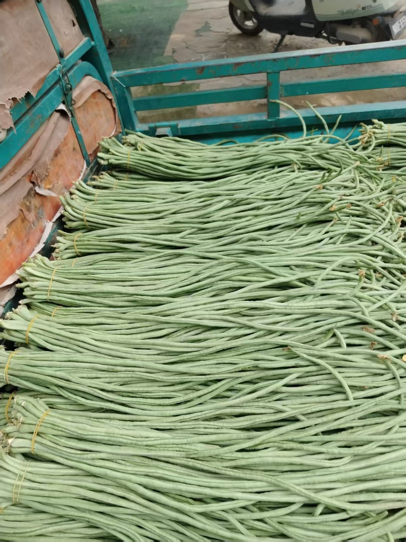 河南青条豆角价格美丽质量好走货快对接全国量大从优欢迎询价