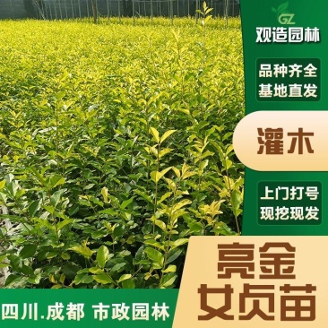亮金女贞四川绿化工程苗花园庭院球型金叶小叶灌木树苗秋色叶