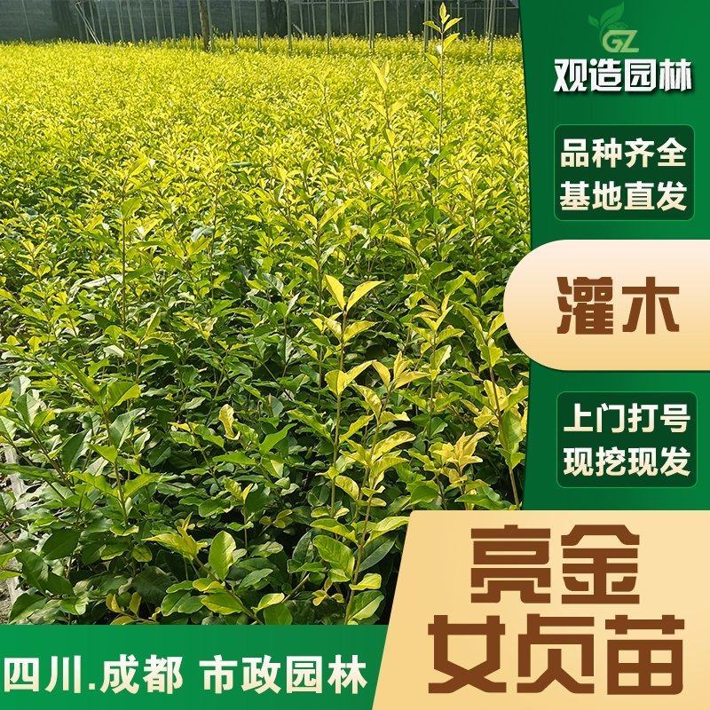亮金女贞四川绿化工程苗花园庭院球型金叶小叶灌木树苗秋色叶