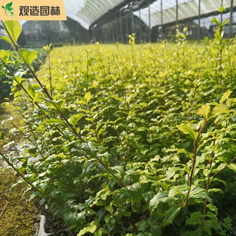 亮金女贞四川绿化工程苗花园庭院球型金叶小叶灌木树苗秋色叶