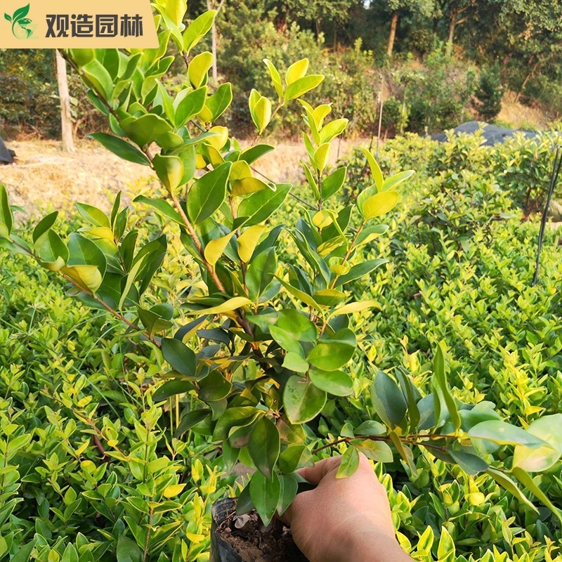 亮金女贞四川绿化工程苗花园庭院球型金叶小叶灌木树苗秋色叶