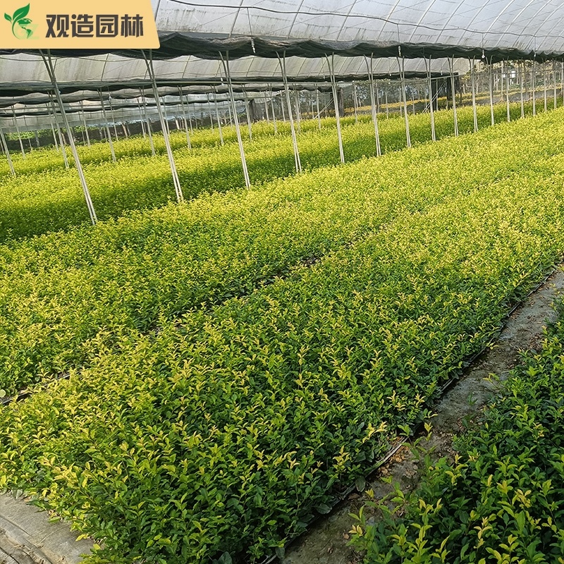 亮金女贞四川绿化工程苗花园庭院球型金叶小叶灌木树苗秋色叶