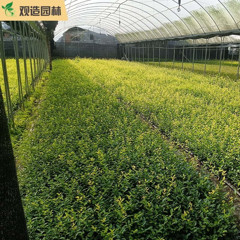 亮金女贞四川绿化工程苗花园庭院球型金叶小叶灌木树苗秋色叶