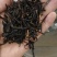 红茶茶头茶梗（微糖）