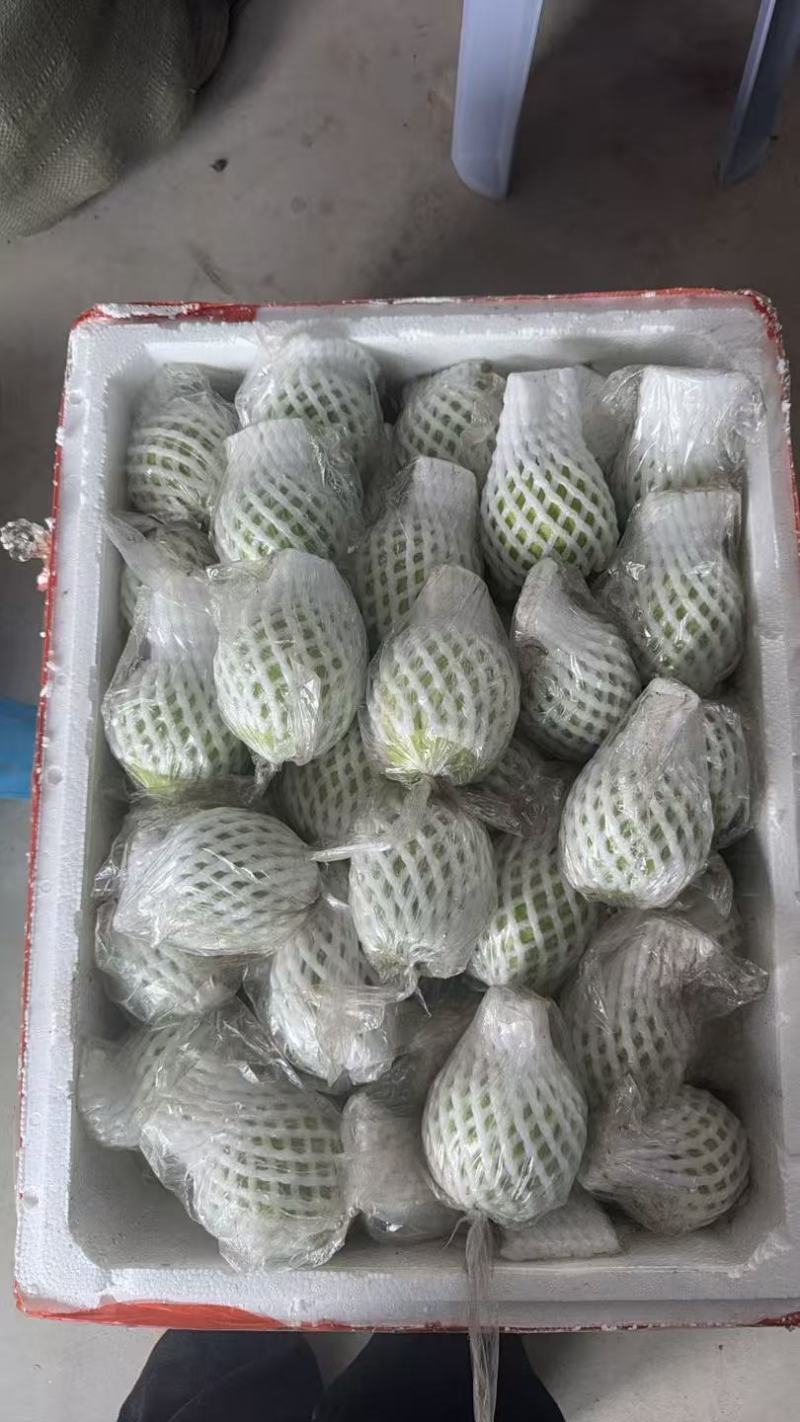 广东精品番石榴，番石榴，白心红心全都有，货源稳定欢迎联系