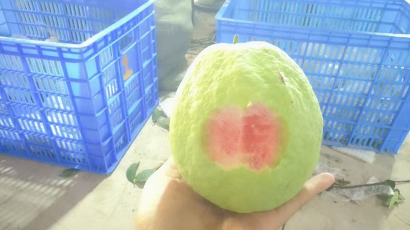 【番石榴】芭乐番石榴大量供应品种齐全，产地直发欢迎联