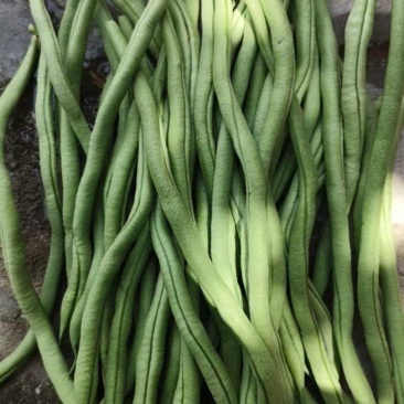 甘肃陇南成县四季豆架豆王豆角豆王无茎豆
