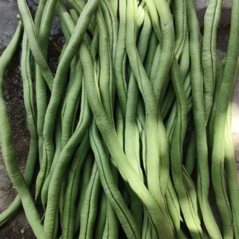 甘肃陇南成县四季豆架豆王豆角豆王无茎豆