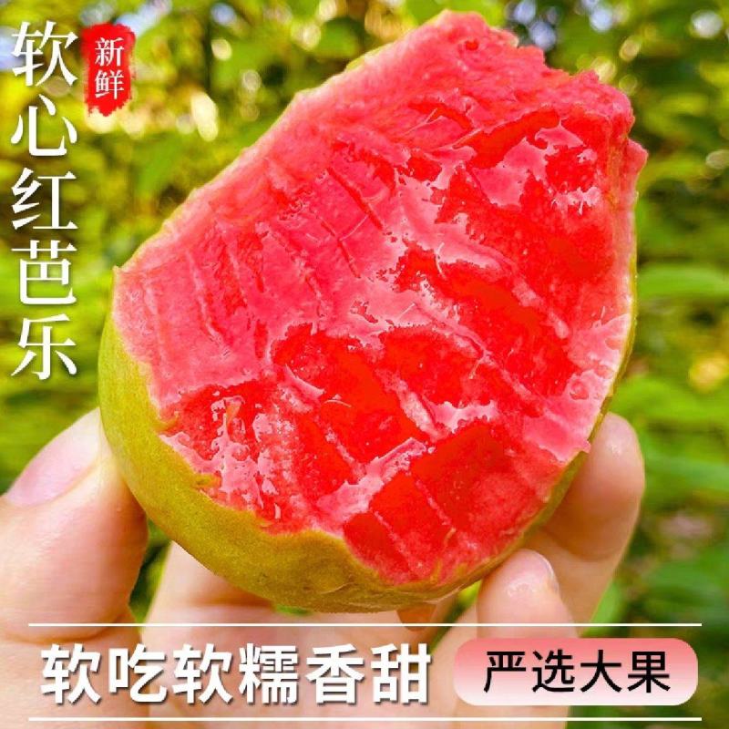 【番石榴】芭乐番石榴大量供应品种齐全，产地直发欢迎联