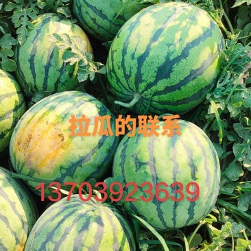 西瓜