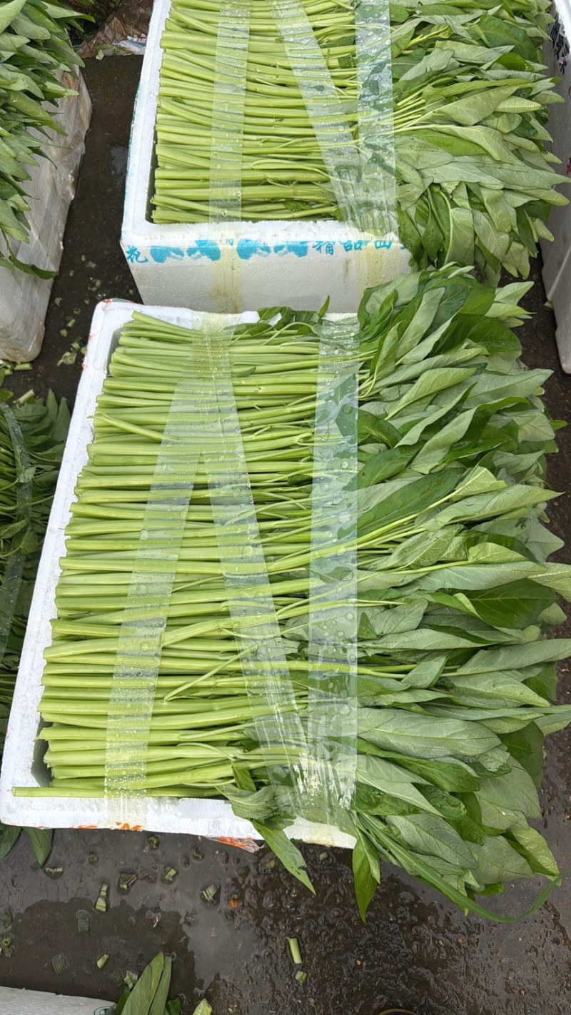 水空心菜