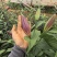 云南高原香水百合鲜切花基地批发量大从优超大花苞一级
