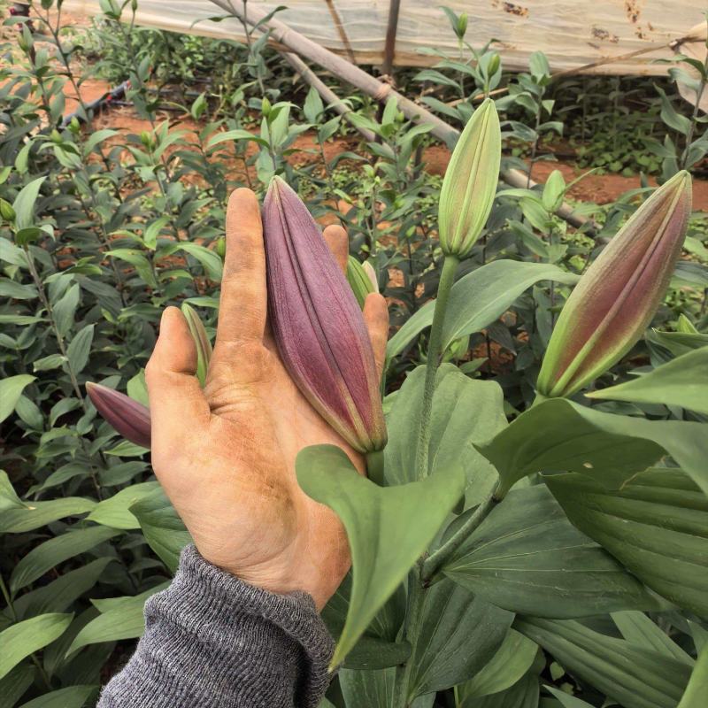 云南高原香水百合鲜切花基地批发量大从优超大花苞一级
