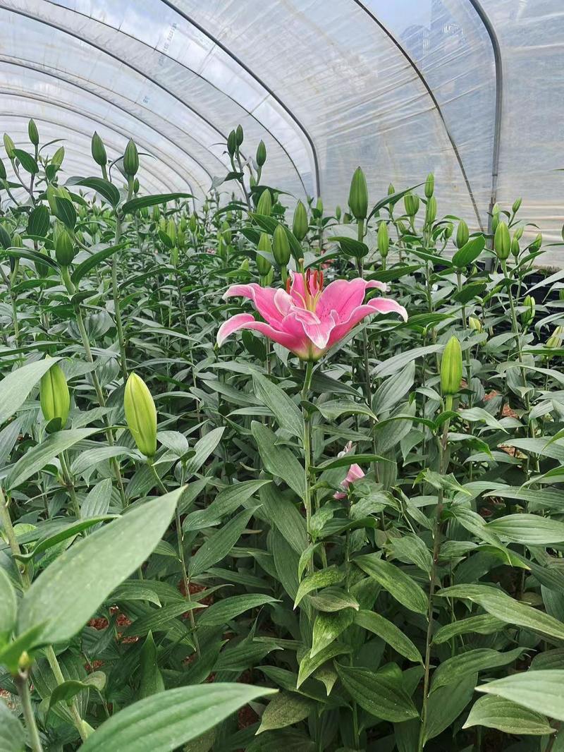 云南高原香水百合鲜切花基地批发量大从优超大花苞一级