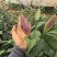 云南高原香水百合鲜切花基地批发量大从优超大花苞一级