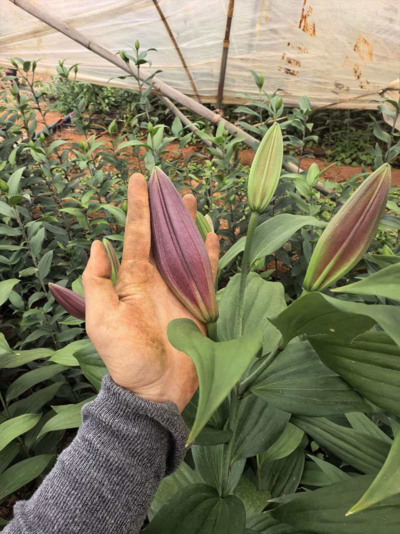 云南高原香水百合鲜切花基地批发量大从优超大花苞一级