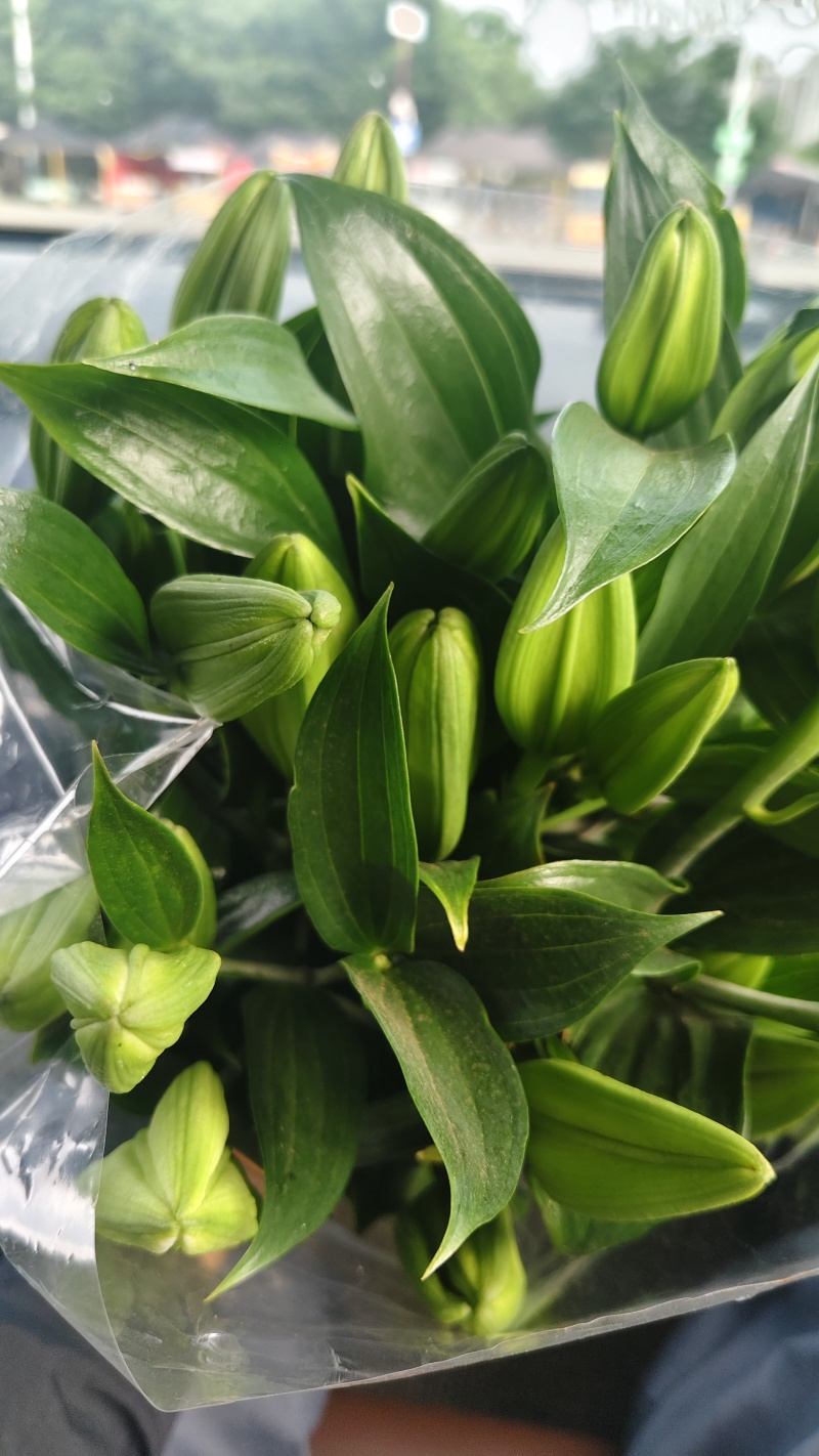云南高原香水百合鲜切花基地批发量大从优超大花苞一级