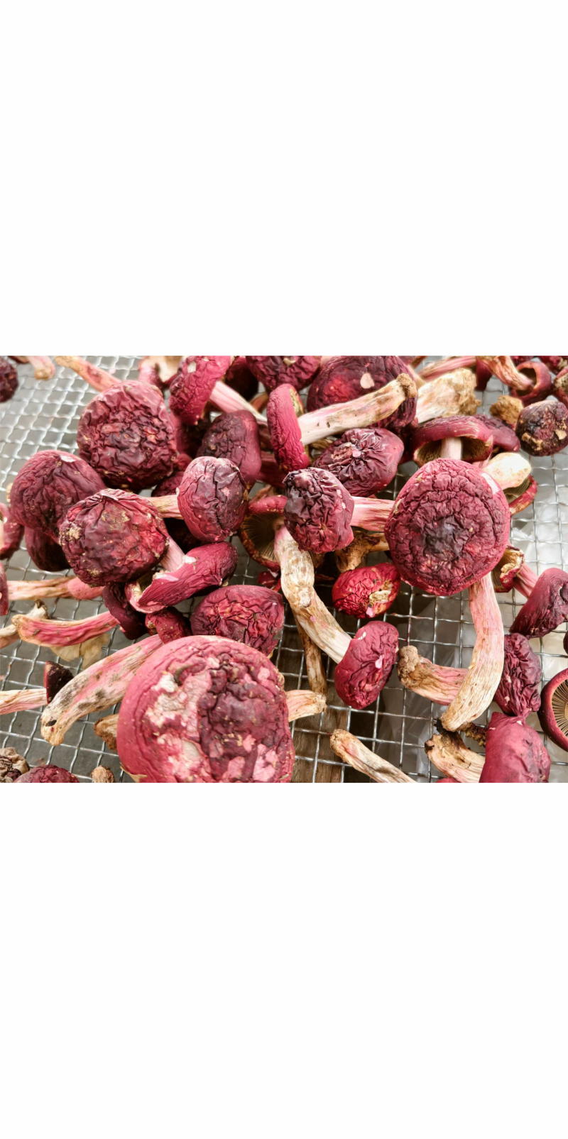 云南野生红菇#时令限定#