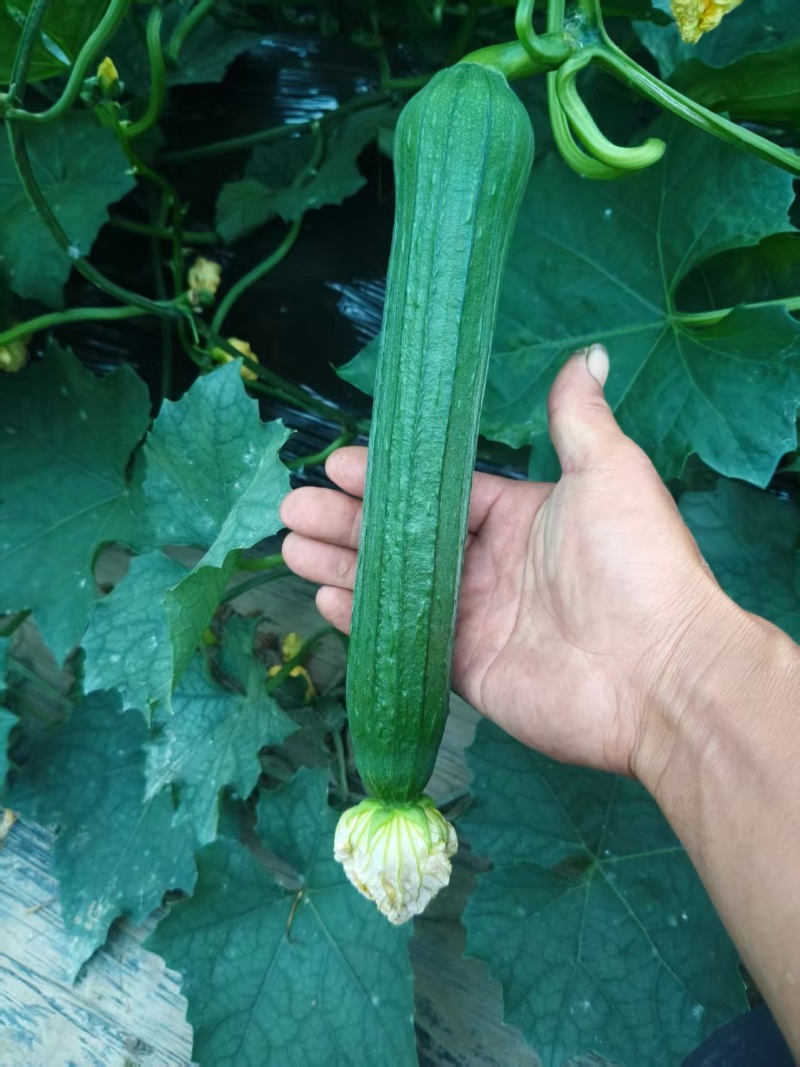精品鲜花油皮丝瓜小丝瓜新鲜现摘货源充足价格实惠