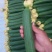 精品鲜花油皮丝瓜小丝瓜新鲜现摘货源充足价格实惠