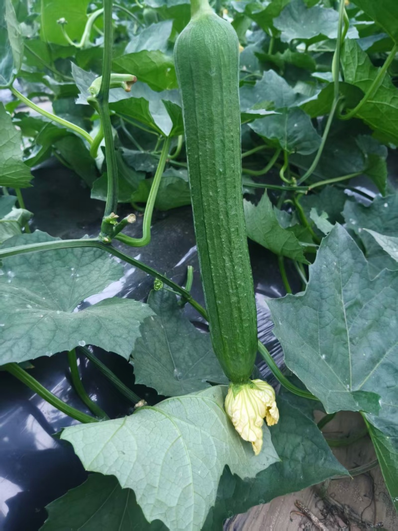 精品鲜花油皮丝瓜小丝瓜新鲜现摘货源充足价格实惠