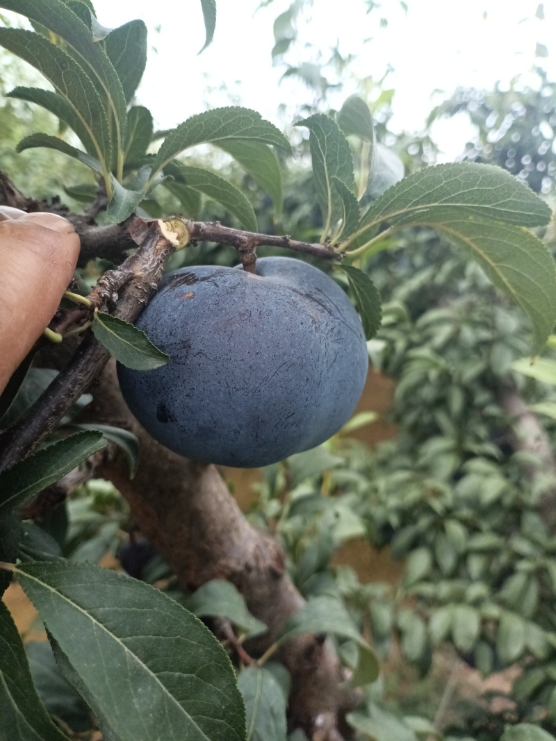 黑布林