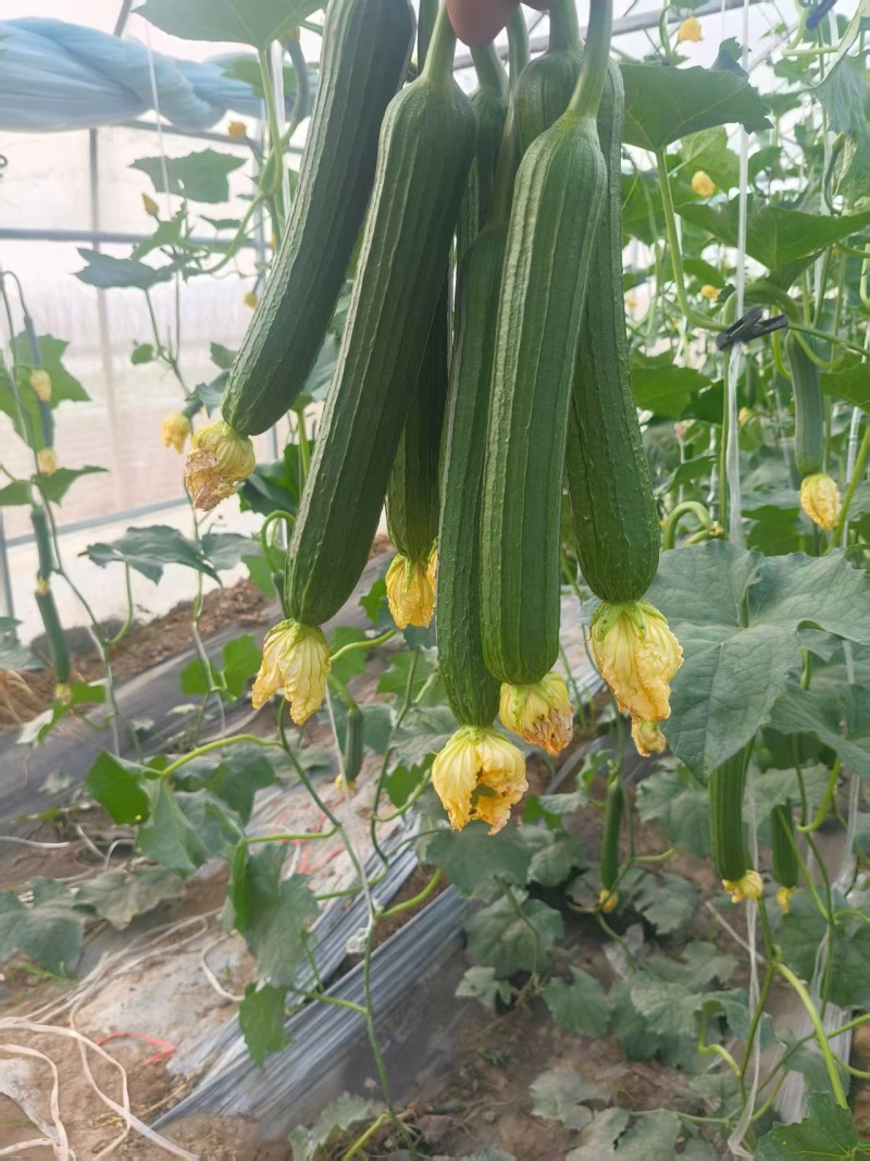 推荐精品鲜花油皮丝瓜小丝瓜产地直供量大从优联系