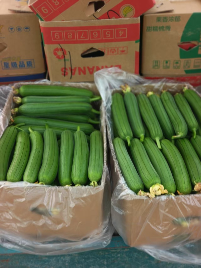 推荐精品鲜花油皮丝瓜小丝瓜产地直供量大从优联系