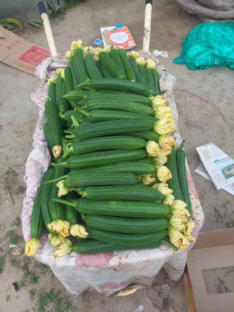 推荐精品鲜花油皮丝瓜小丝瓜产地直供量大从优联系