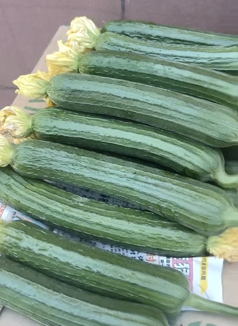 推荐精品鲜花油皮丝瓜小丝瓜产地直供量大从优联系