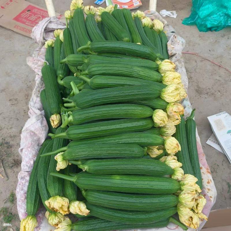 推荐精品鲜花油皮丝瓜小丝瓜产地直供量大从优联系
