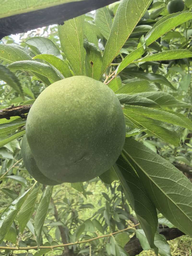青脆李青果（脱骨清脆李子）四川李子/产地货源/自家种植