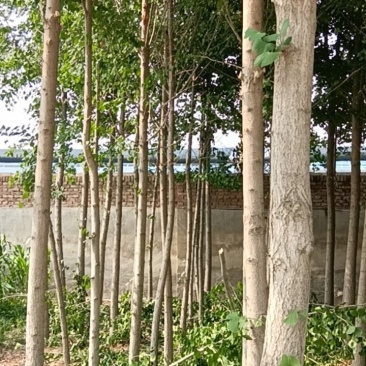银杏树