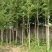 银杏树