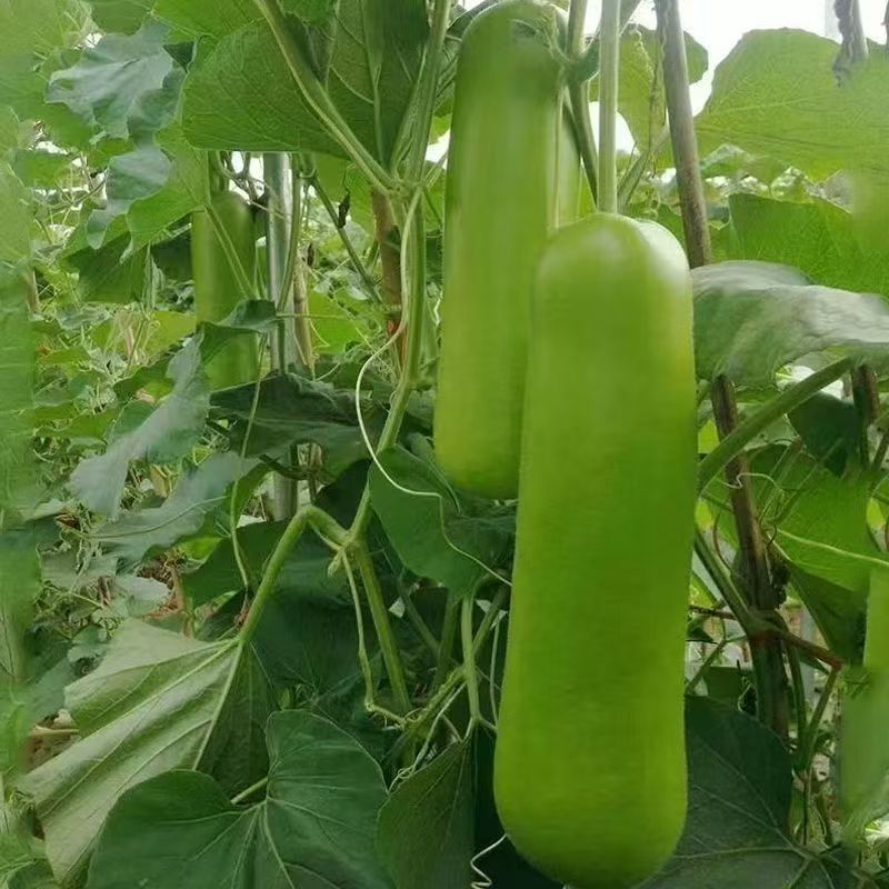 实力推荐精品瓠瓜现摘现发新鲜量大从优欢迎联系