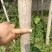 银杏树