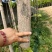 银杏树