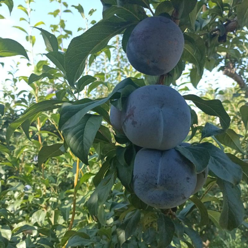 黑布林