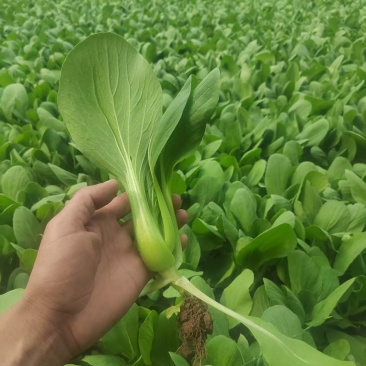 梁山本地大棚油菜