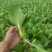 梁山本地大棚油菜