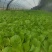 梁山本地大棚油菜