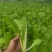梁山本地大棚油菜