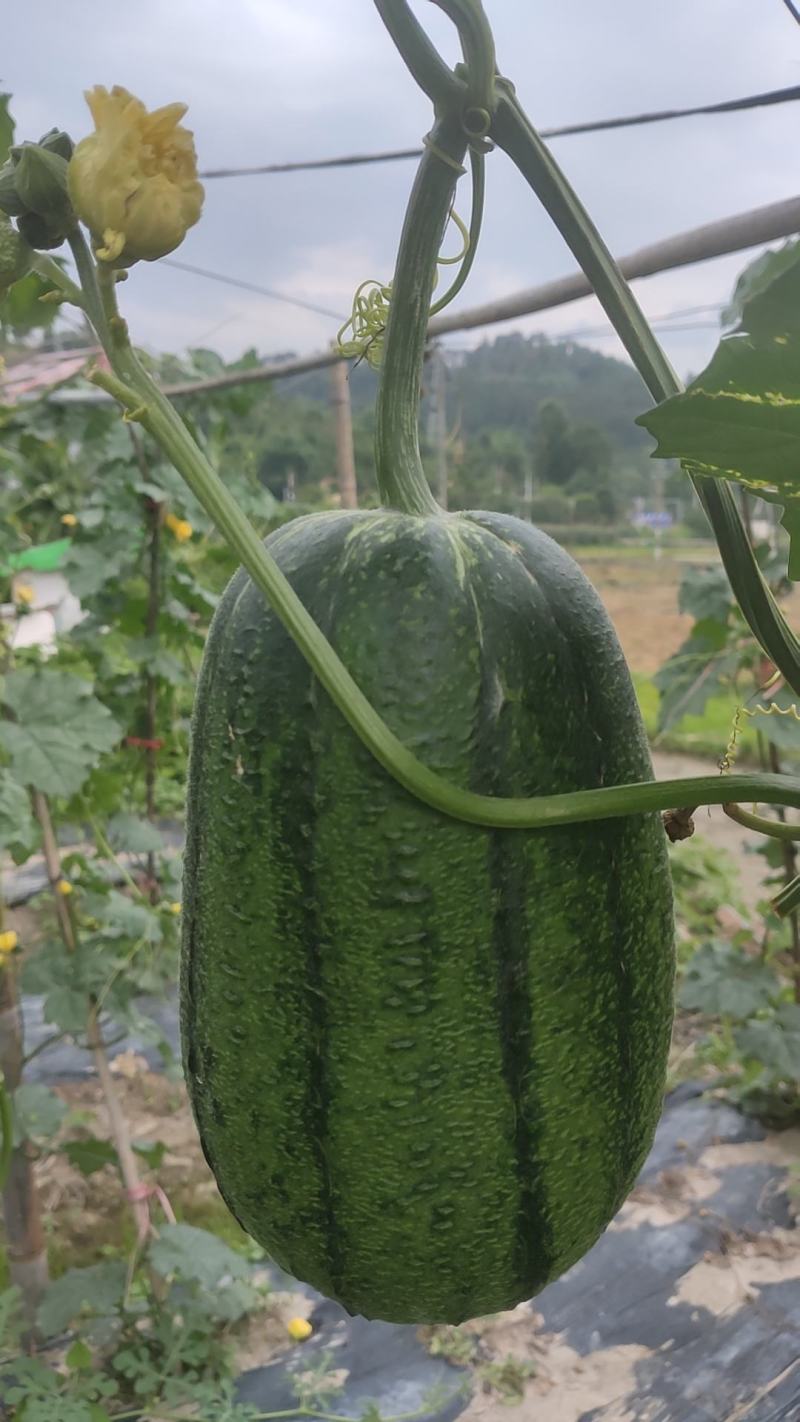 丝瓜络供应