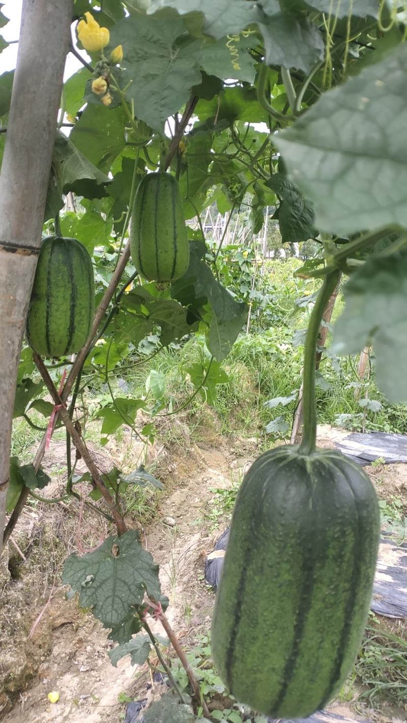 丝瓜络供应