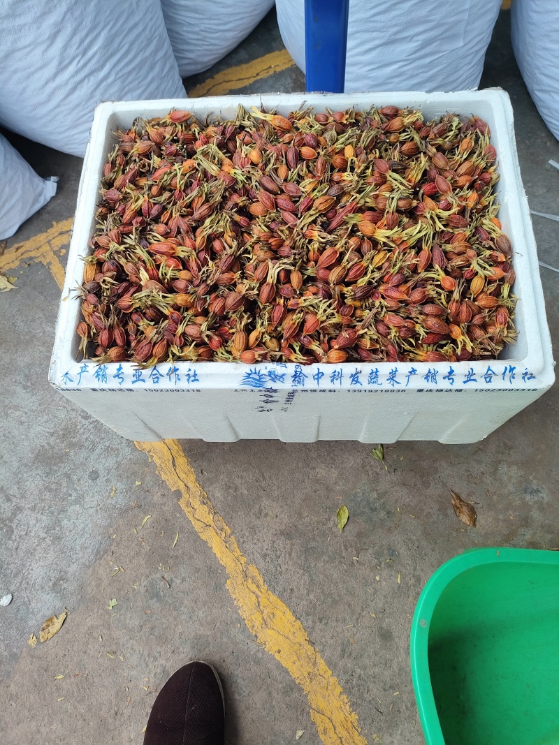 药栀子干货，空气烘干机烘干的，无烟无硫干净卫生。