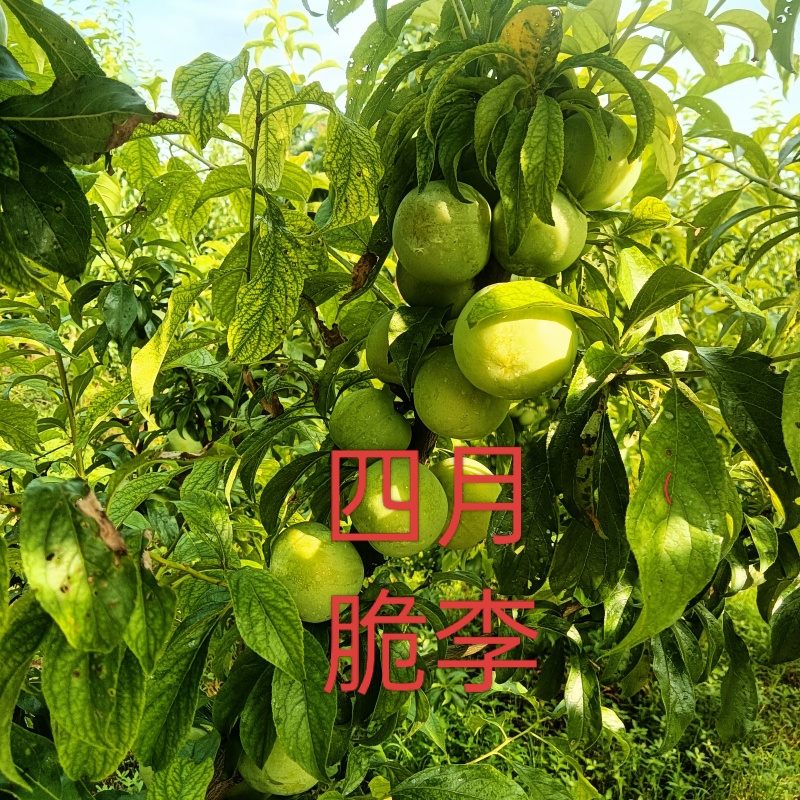 四月青脆李-五月脆，蜂糖李
