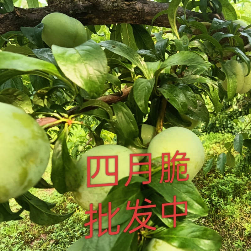 四月青脆李-五月脆，蜂糖李