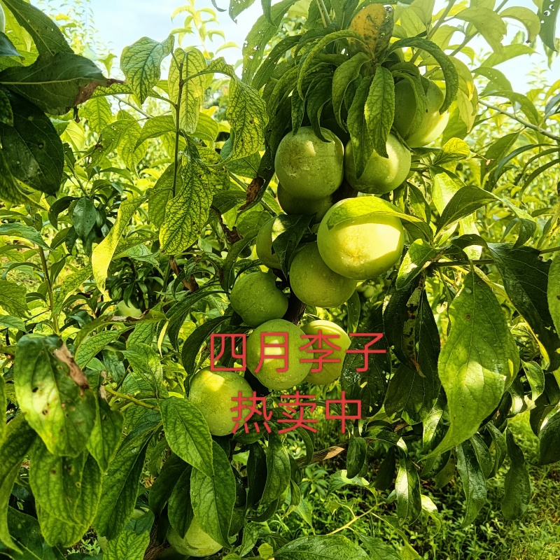 四月青脆李-五月脆，蜂糖李