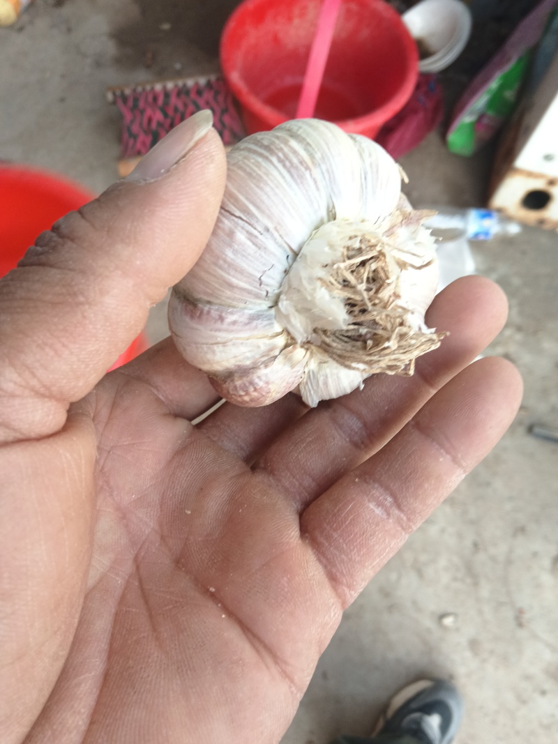 红根蒜苗种子代发全国各地